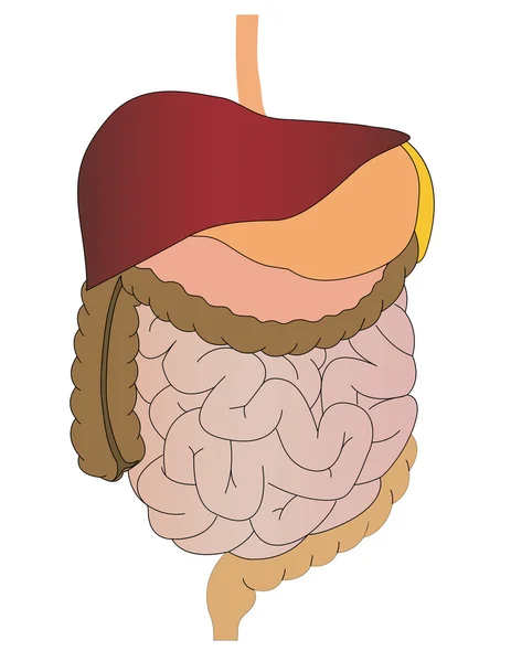 Вектор шлунок кишечника печінка людини — стоковий вектор
