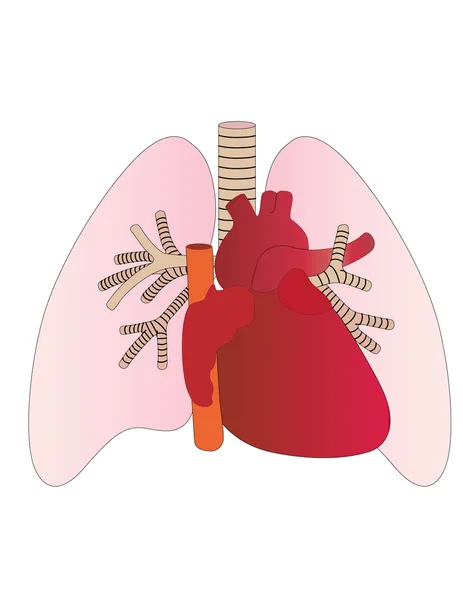 Vector lungs and heart of the person — Stock Vector