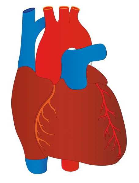 Vektorové lidské srdce lékařské anatomii — Stockový vektor