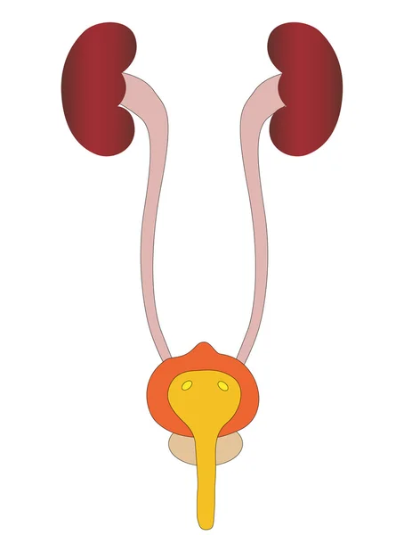 Vector of a kidney and uric the person in a cut — Stock Vector