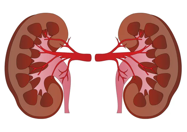 Vektorové lidské ledviny medicína anatomie — Stockový vektor