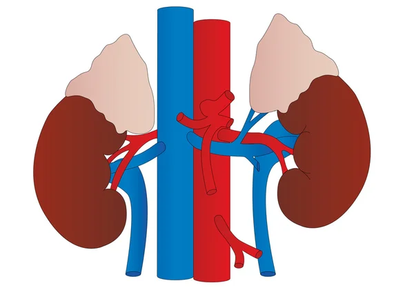 ベクトル人間の腎臓の医学の解剖学 — ストックベクタ