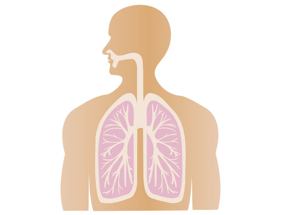 Вектор анатомии человеческого тела
