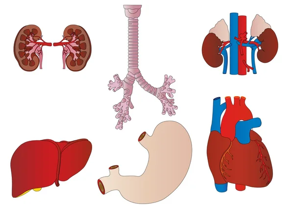 Vector a set of an internal of the person of a kidney, a liver, — Stock Vector