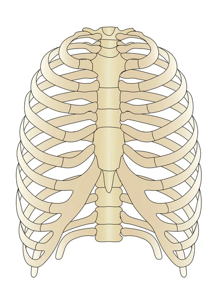 矢量人类骨架骨头 — 图库矢量图片