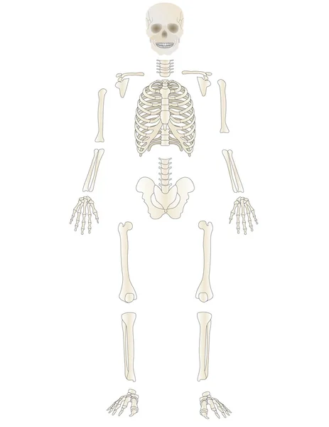 Vector Esqueleto Persona — Vector de stock