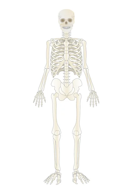 ベクター人の骨格 — ストックベクタ