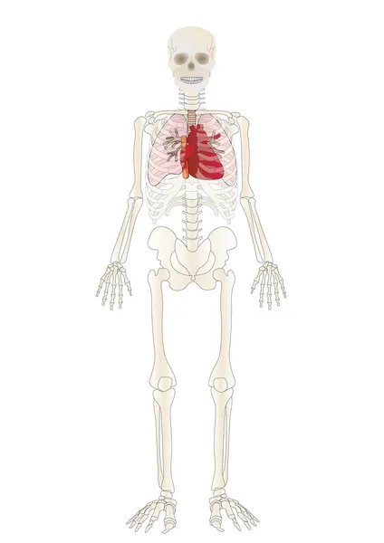 Vector Skeleton Person Internal — Stok Vektör