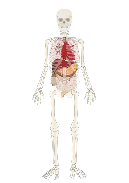 Vector the Skeleton of the person with an internal — Stock Vector
