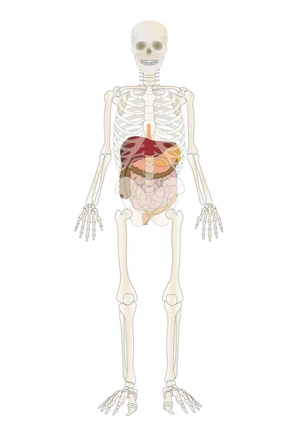 矢量与内部人的骨架 — 图库矢量图片