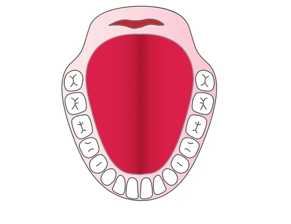 Вектор челюсти с зубами человека — стоковый вектор