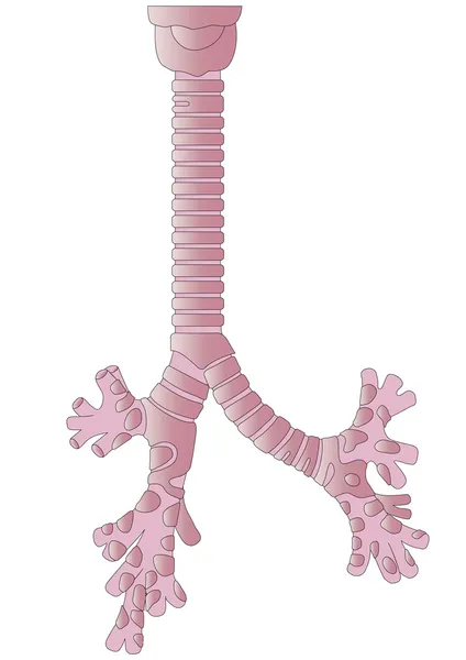 Vector human body a trachea — Stockvector