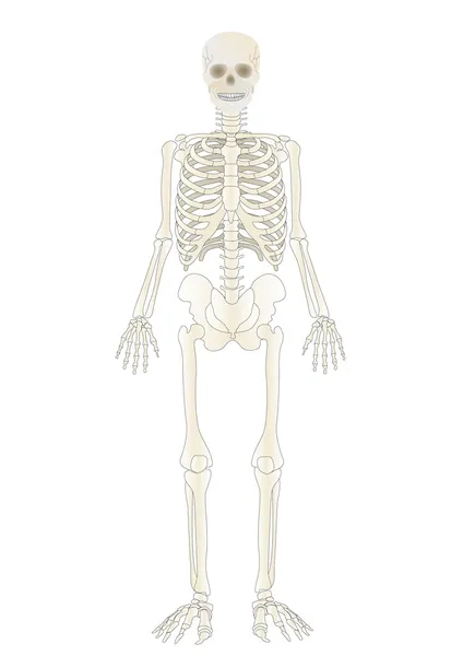 Vetor o Esqueleto da pessoa — Vetor de Stock