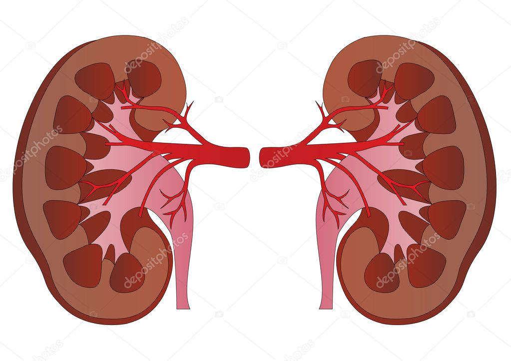 Vector human kidneys medicine anatomy