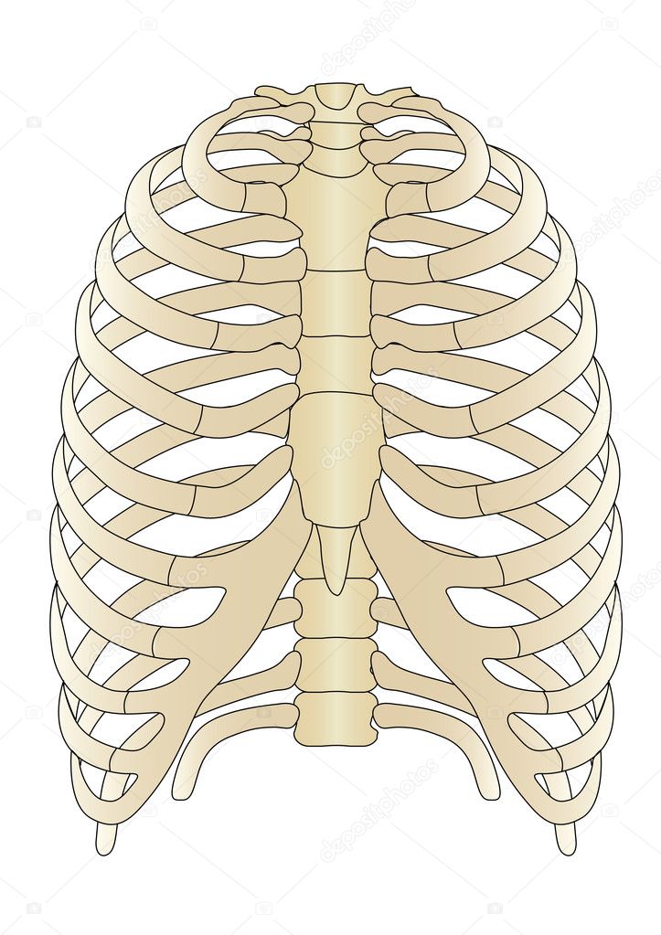 Vector Human Skeleton Bones — Stock Vector © Lelik759 4950826