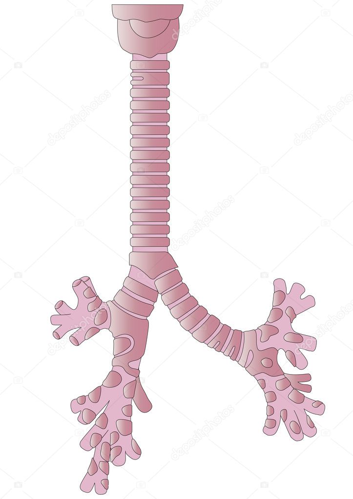 Vector human body a trachea