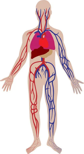 Vector del sistema sanguíneo de la persona — Vector de stock