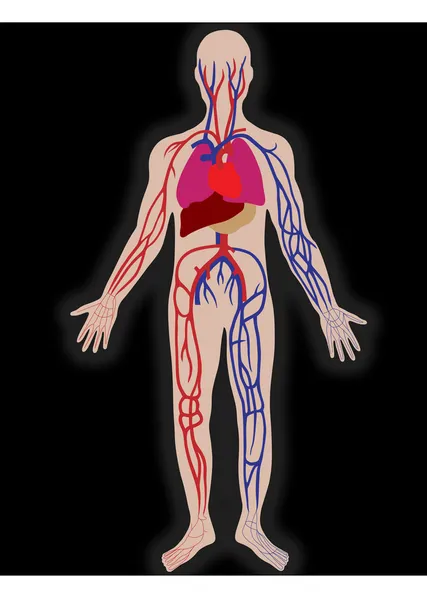 Vektor-Blutsystem der Person — Stockvektor