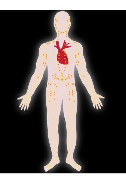 Векторная нервная система человека — стоковый вектор