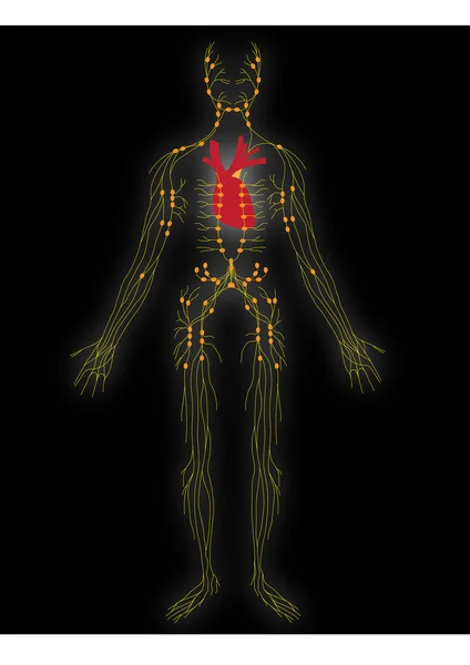 Système nerveux vecteur de la personne — Image vectorielle
