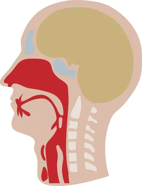 Вектор головы человека в порезе — стоковый вектор