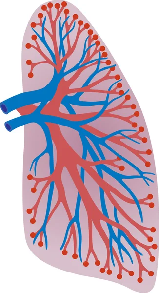 Los pulmones de la persona — Vector de stock