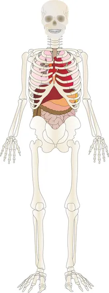 Vecteur du squelette — Image vectorielle