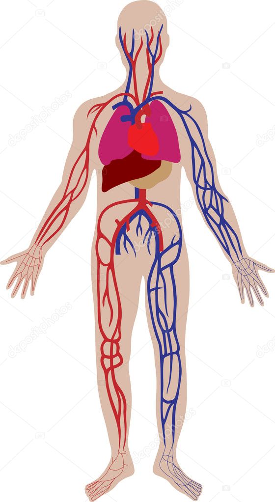 Vector blood system of the person