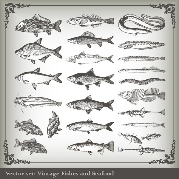 Vector set: fish background