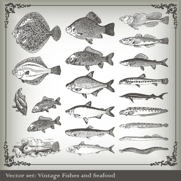 Wektorowa zestaw: tło ryb — Wektor stockowy