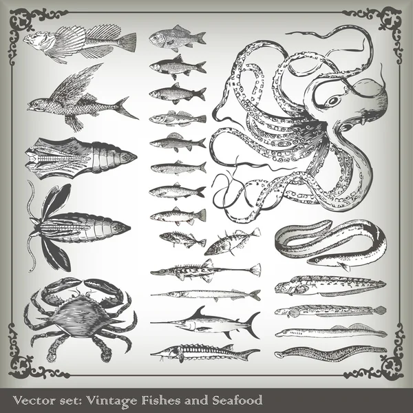 Conjunto de vetores: fundo de peixe Ilustração De Bancos De Imagens