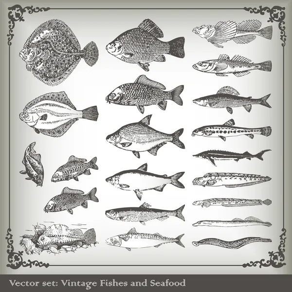 Conjunto de vectores: fondo de pescado Vector De Stock