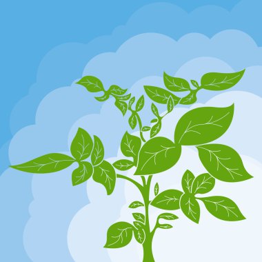 Potato plant bush vector concept background clipart