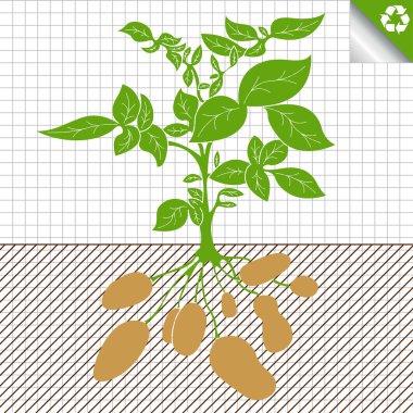 Potato plant bush vector concept background clipart