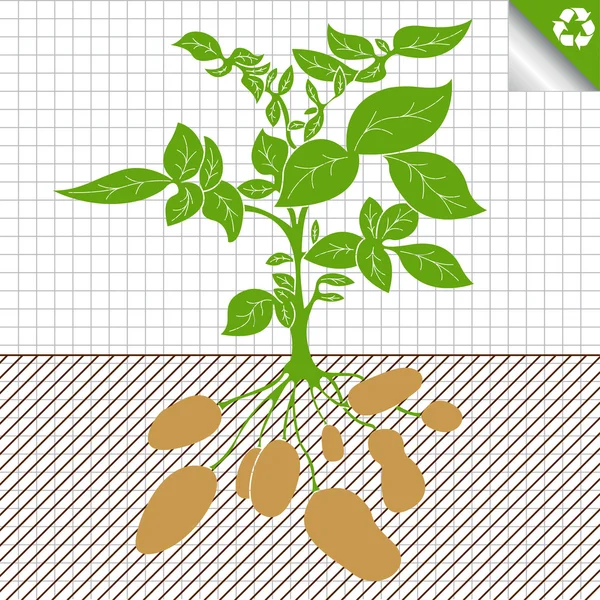 Ziemniaki roślin Busha koncepcja tło — Wektor stockowy