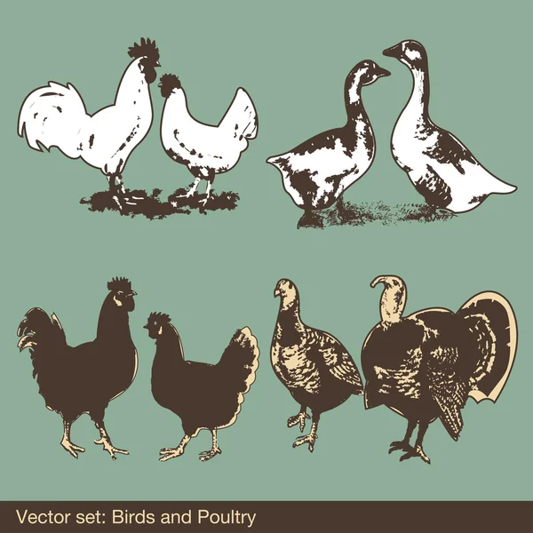 Çiftlik tavuk vintage set, vektör — Stok Vektör