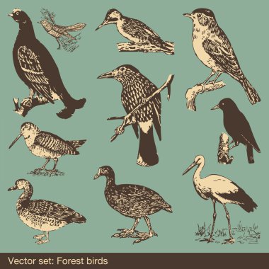 Forest bird vectors clipart