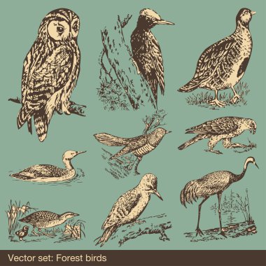 Forest bird vectors clipart