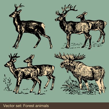 Forest animal vectors clipart