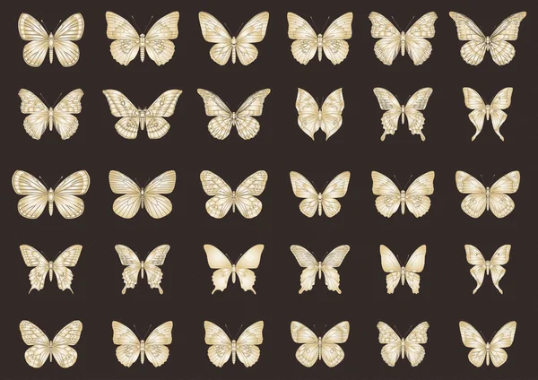 Coloridos vectores de mariposas tropicales — Archivo Imágenes Vectoriales