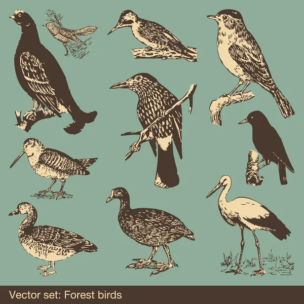 Лісових птахів векторів — стоковий вектор