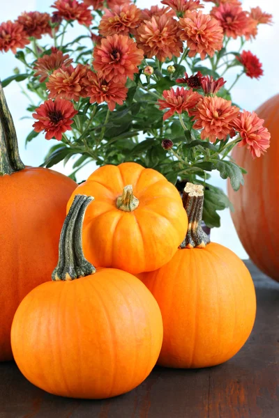 Pumpkins and rust colored mums — Stock Photo, Image