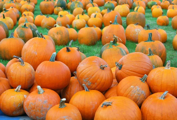 Pumpkin patch — Stockfoto