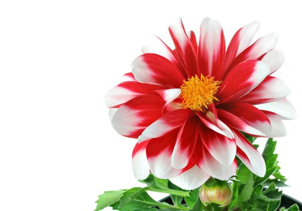 红色和白色的条纹的大丽花与花粉 — 图库照片