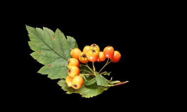 Large image of ripe berries of hawthorn, isolated on black background clipart