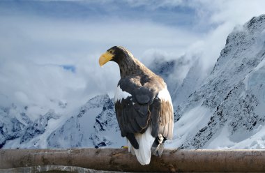 The Steller's Sea Eagle, is a large bird of prey in the family Accipit clipart