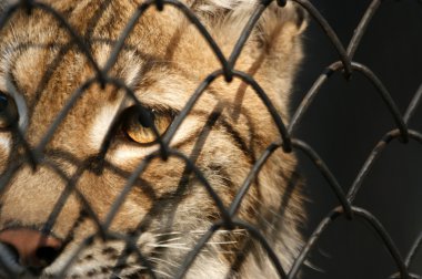 cheetah ızgara hücreleri büyük görüntü hüzünlü gözleri