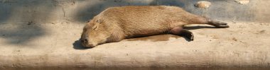 de bever of Euraziatische Bever (castor fiber), dierentuin, Moskou, Rusland