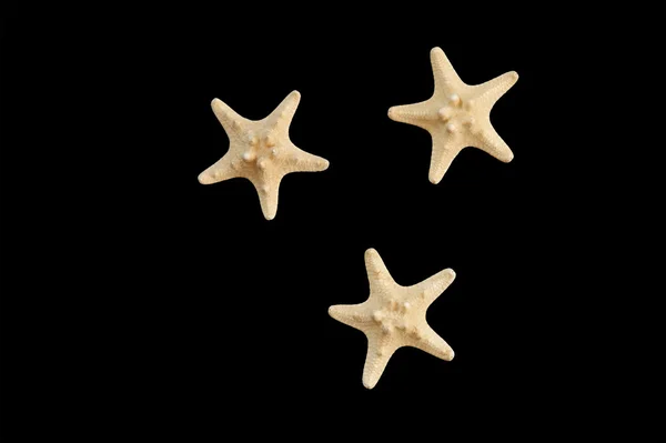 Морская Звезда Большая Изолированная Черном Фоне — стоковое фото