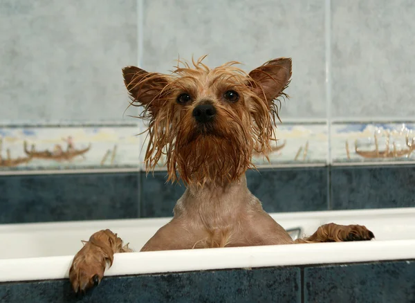 Portret Van Schattige Yorkshire Terrier Met Een Natte Kop Poten — Stockfoto
